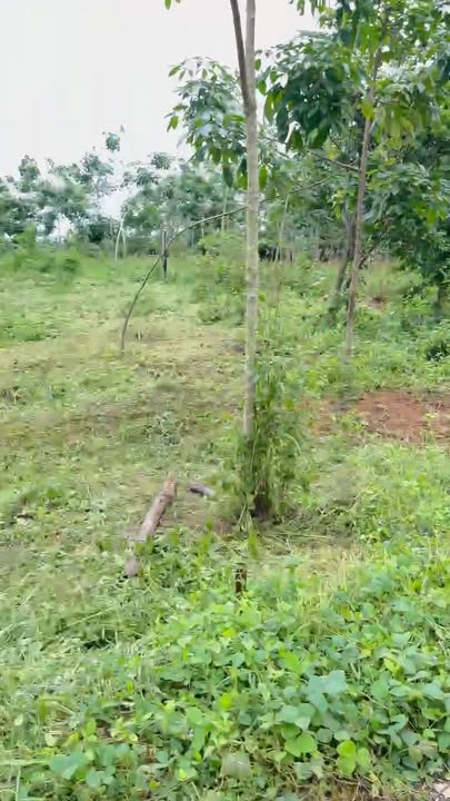 Bán đất 360m² Bình Phước - Sổ hồng sẵn, giá chỉ 180 triệu