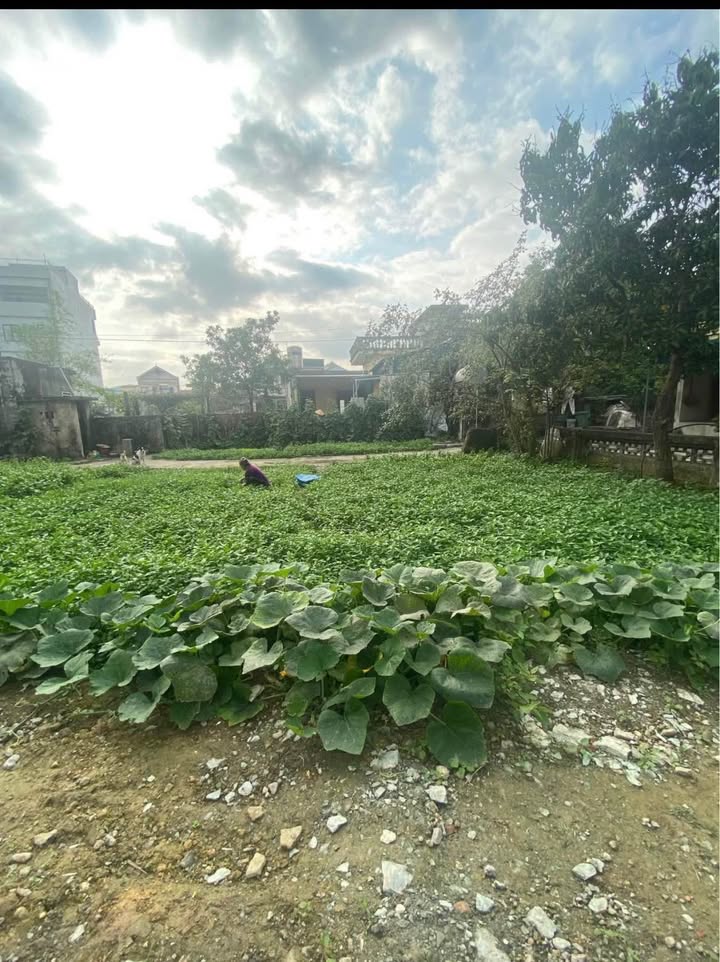 Bán Đất Nền Hoàng Sơn Ninh Tiến 50m² - Sổ Đỏ Sẵn Sàng