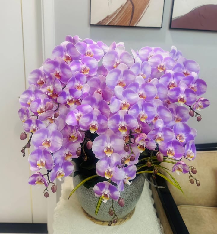 Nhà Phố Nguyễn Thị Lưu Bắc Ninh 72m² - Mặt tiền kinh doanh đắc địa!