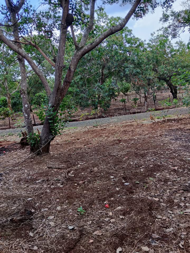 Đất nền Xã Đồng Nai, Bù Đăng, Bình Phước 1.3ha giá 1.5 tỷ - Tiềm năng tăng giá!