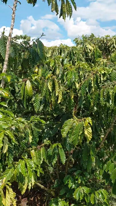 Đất vườn Lộc Ngãi, Bảo Lâm 36000m² - Nghỉ dưỡng lý tưởng!