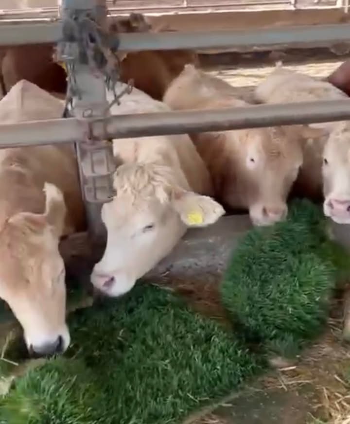 Bán 2 Trang trại Vĩnh Long, Trà Vinh - Cơ hội đầu tư nông nghiệp lớn!