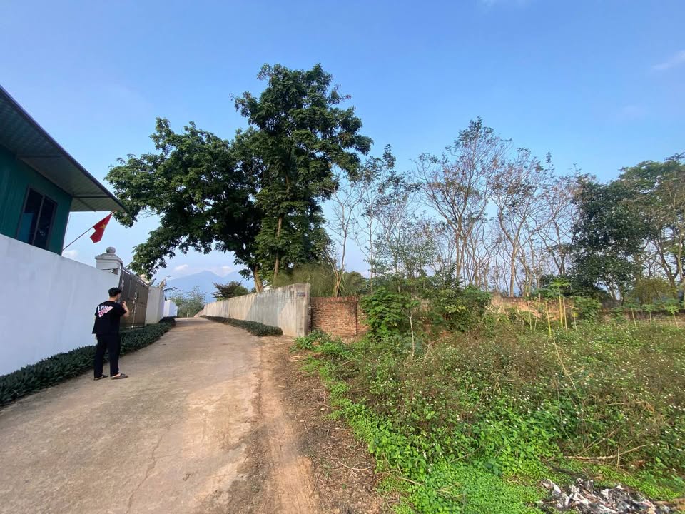 Đất Nền Tam Quan Vĩnh Phúc 99m² - Sổ Đỏ Chính Chủ, Giá Hời 500 Triệu