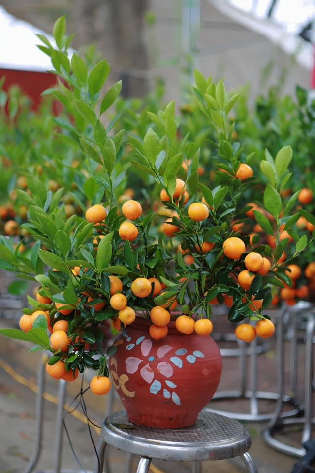 Đất nền An Tường Tuyên Quang 155m² - Sổ đỏ chính chủ, đường ô tô!