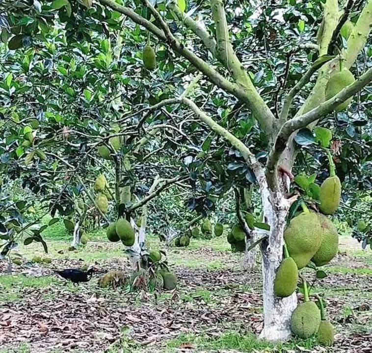 Đất Vườn Mít An Giang 4574m² - Giá Đầu Tư 1.5 Tỷ