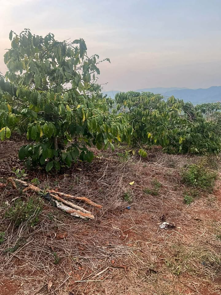 Đất nền Vĩnh Lộc A Bình Chánh 1080m² - Sổ đỏ chính chủ