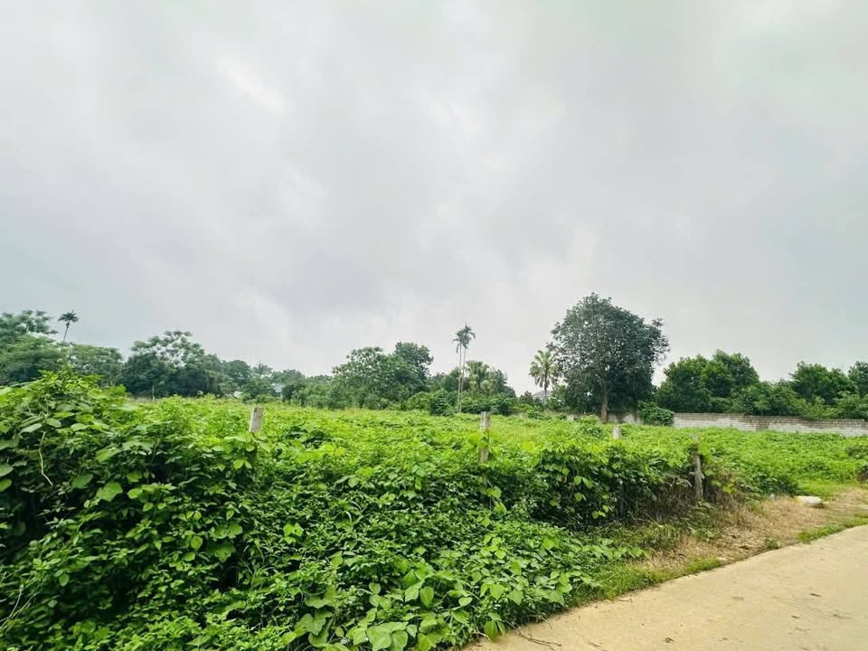 Đất Vườn Ba Vì 2393m² - Sổ Đỏ Chính Chủ, Giá Đầu Tư Hấp Dẫn