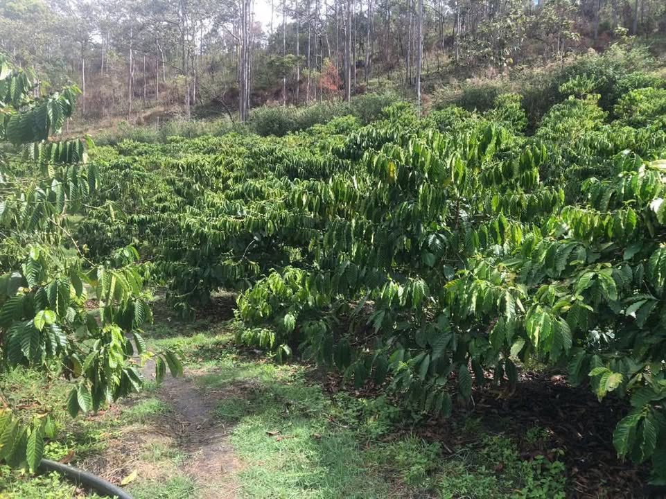 Đất Nền Hòa Bắc Di Linh 3600m² - Sổ Đỏ Chính Chủ, Giá Đầu Tư 2.5 Tỷ