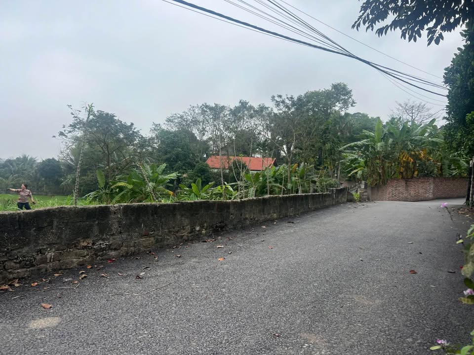 Đất nền Quang Trung, Tam Dương 103m² - Đường to ô tô, sổ đỏ chính chủ!