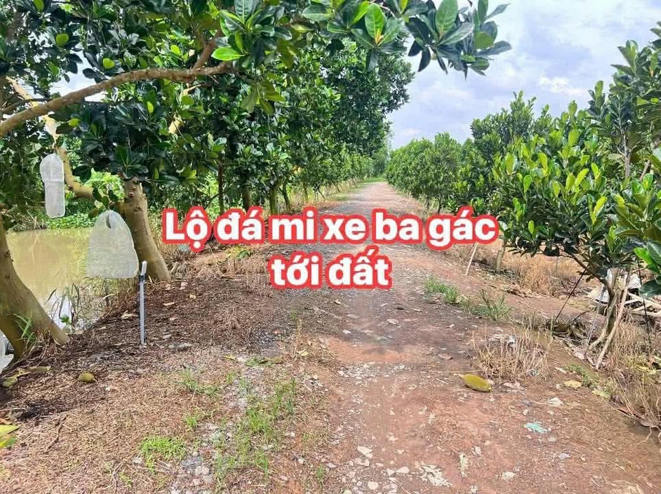 Bán Đất Vĩnh Long 5300m² - Vườn Mít Ruột Đỏ, Sẵn Sàng Đầu Tư