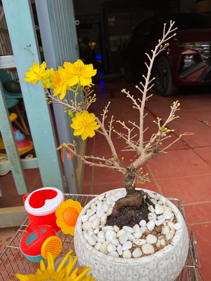 Đất nền Thôn Tân Hà, Ea Tóh 114m² - Tiềm năng tăng giá!