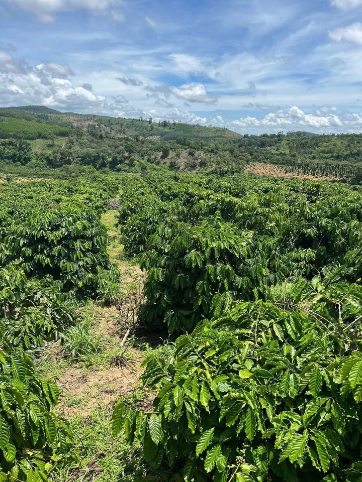 Đất Nông nghiệp Ea Dăh 1.4 ha - Tiềm năng sinh lời vượt trội!