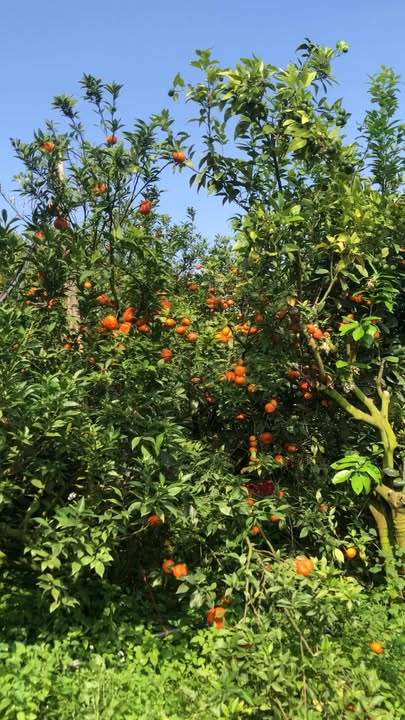 Bán Gấp Đất Vườn Lục Ngạn 2ha - View Hồ Bầu Tiên, Trĩu Quả Cam Sành