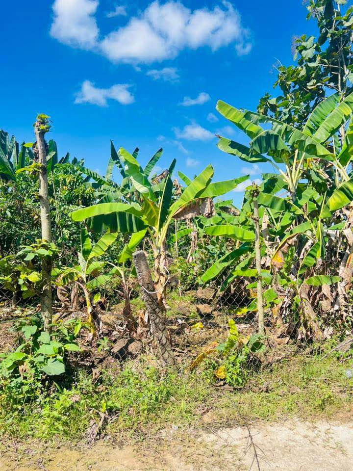 Đất nền Ngọc Định, Định Quán - 360m² Mặt Tiền Đường Bê Tông, Giá 520 Triệu