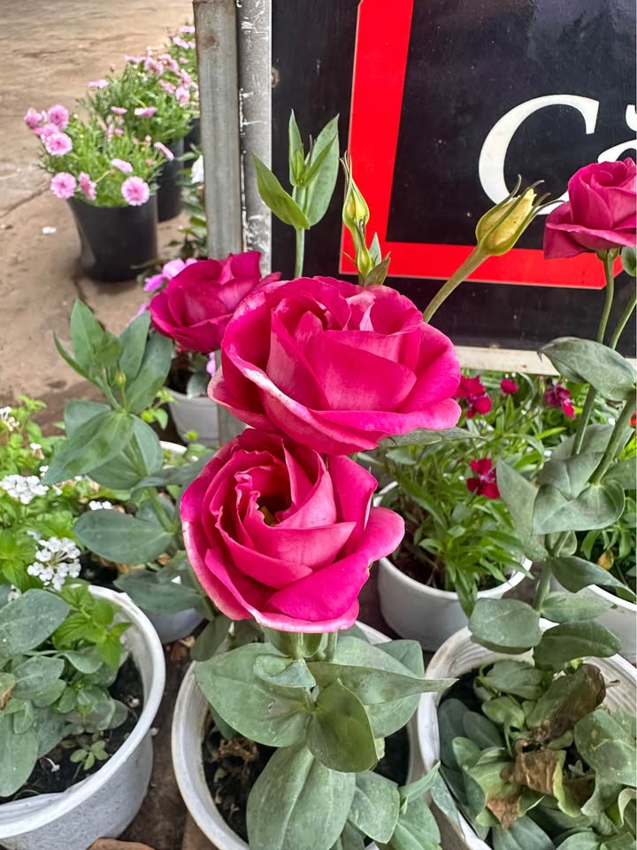 Đất Nền Ea H'leo - 2 Lô Liền Kề 150m² Sổ Đỏ Riêng