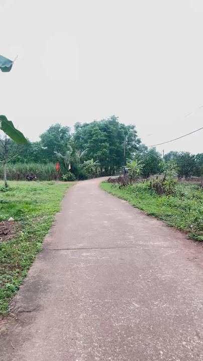 Đất nền Phong Điền, Huế 1800m² - Sổ đỏ chính chủ, 500 triệu