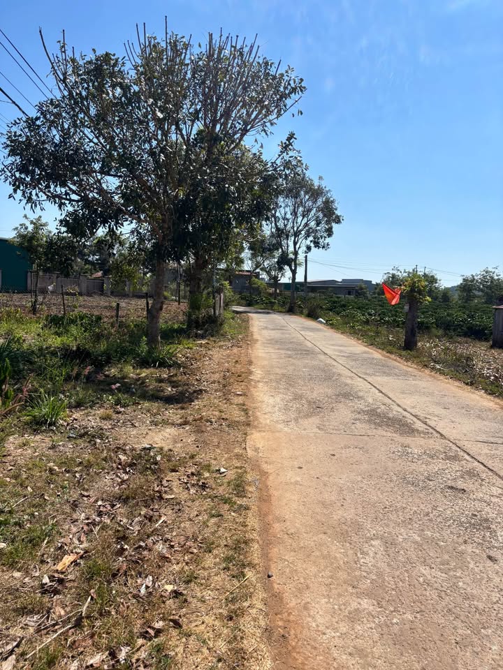 Đất nền Tân Hội, Đức Trọng 468m² - Tiềm năng tăng giá vượt trội!