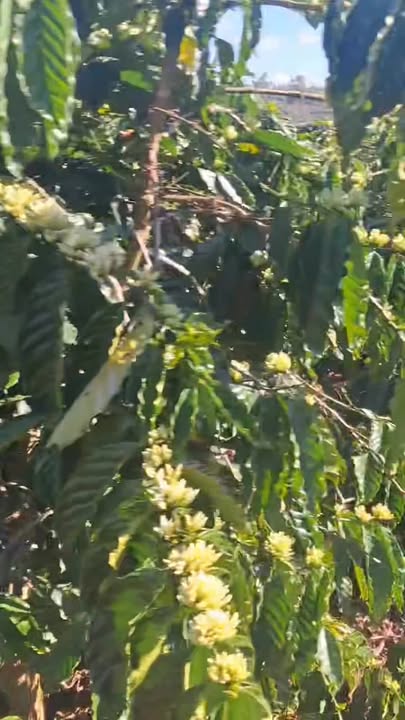 Đất Vườn Hoài Đức, Lâm Hà 1.5ha - Tiềm năng tăng giá vượt trội