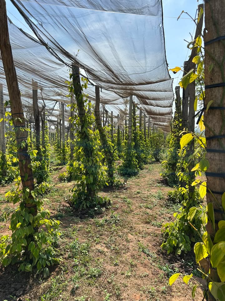 Đất Farm Lơ Pang, Gia Lai 6ha 4.5 tỷ - Sinh thái xanh, đầu tư bền vững!