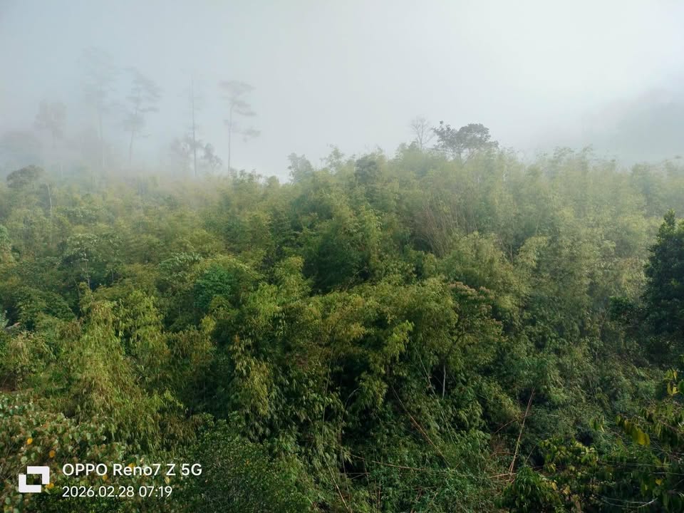 Đất Đam Rông Lâm Đồng 2ha giá 200 triệu - Suối chảy quanh vườn!