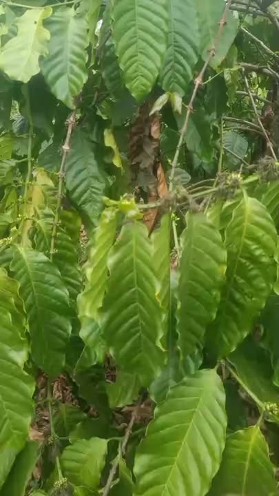 Bán Gấp Đất Vườn 10.000m² Xã Kongang, Gia Lai - Sẵn Vườn Cà Phê & Sầu Riêng