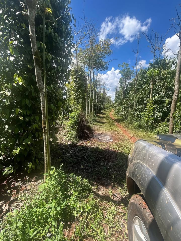 Đất nền Đắk Song 5000m² 1.25 tỷ - Sổ đỏ chính chủ!