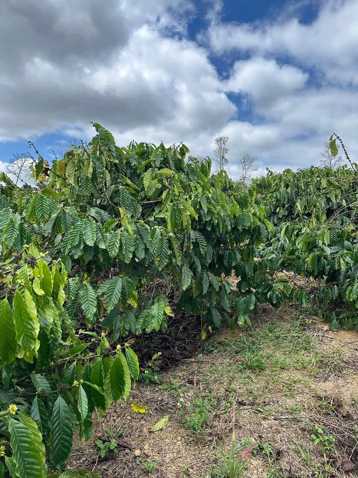 Đất Rẫy 14.600m² Đắk Lắk - Full Cà Phê, Xen Sầu Riêng, Sẵn Sàng Thu Hoạch