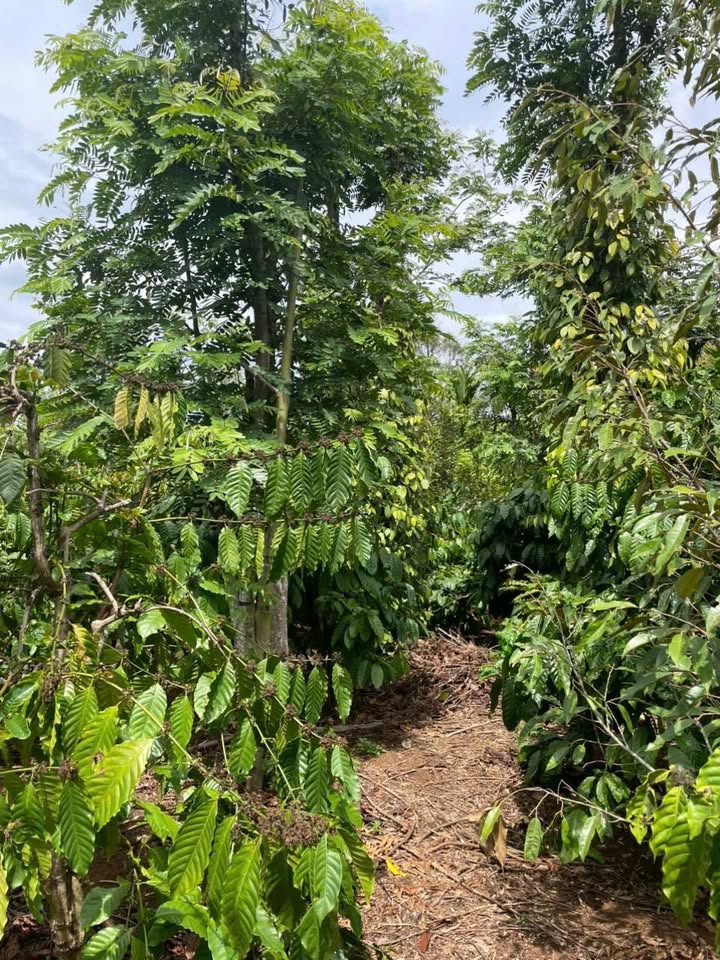 Bán Đất Vườn Đắk Lắk 6000m² - Giá Đầu Tư 290tr/sào