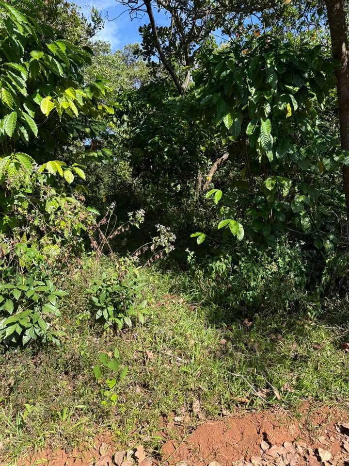 Bán gấp rẫy 1.1ha Đắk Nông, sổ đỏ chính chủ, giá 900 triệu