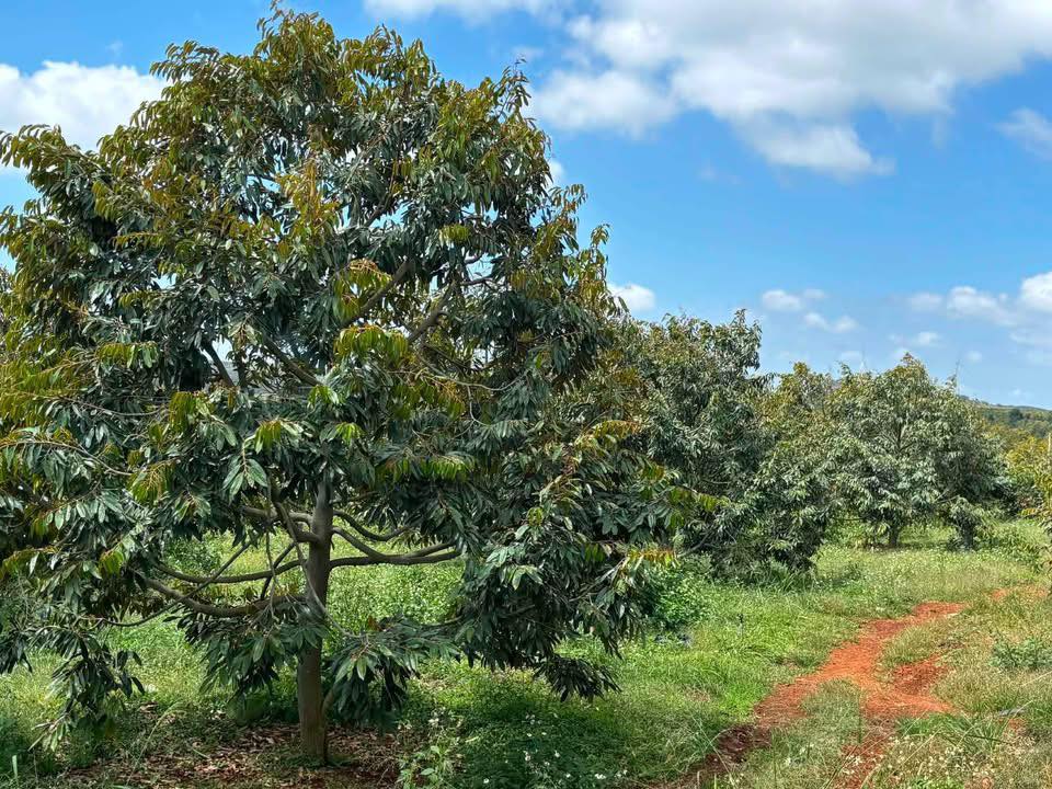 Bán Trang Trại Ea H'leo 5ha 22.5 Tỷ - Nghỉ Dưỡng Lý Tưởng