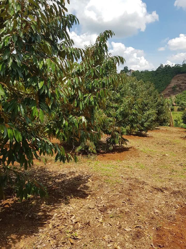 Bán Gấp Vườn Sầu Riêng 5.7 Sào Tại Lộc Tân, Bảo Lâm - Giá Tốt