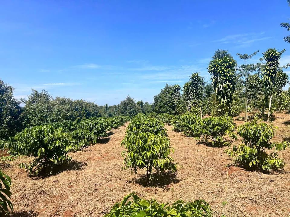 Đất nền Lộc An, Bảo Lâm 792m² - Tiềm năng tăng giá vượt trội!