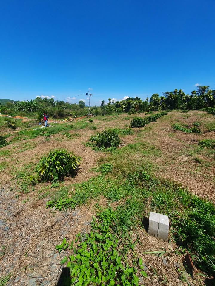 Đất nền Phường Lộc Tiến, Bảo Lộc 5000m² - Tiềm năng tăng giá vượt trội!