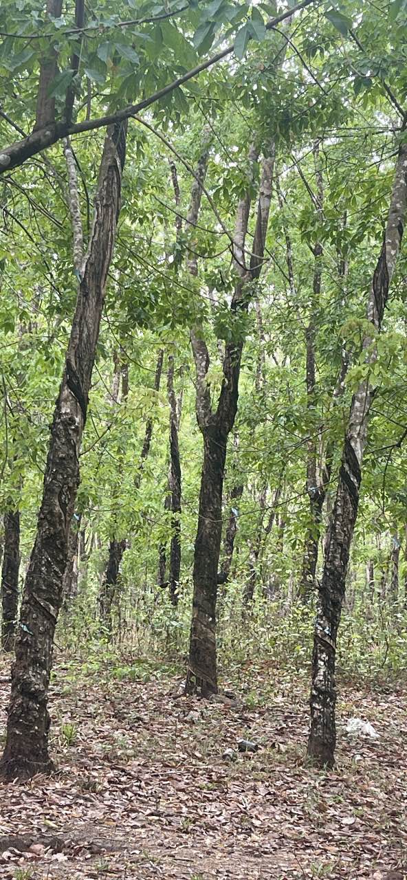 Đất nền Xã Tân Hưng, Hớn Quản 5.5 ha - Tiềm năng tăng giá!