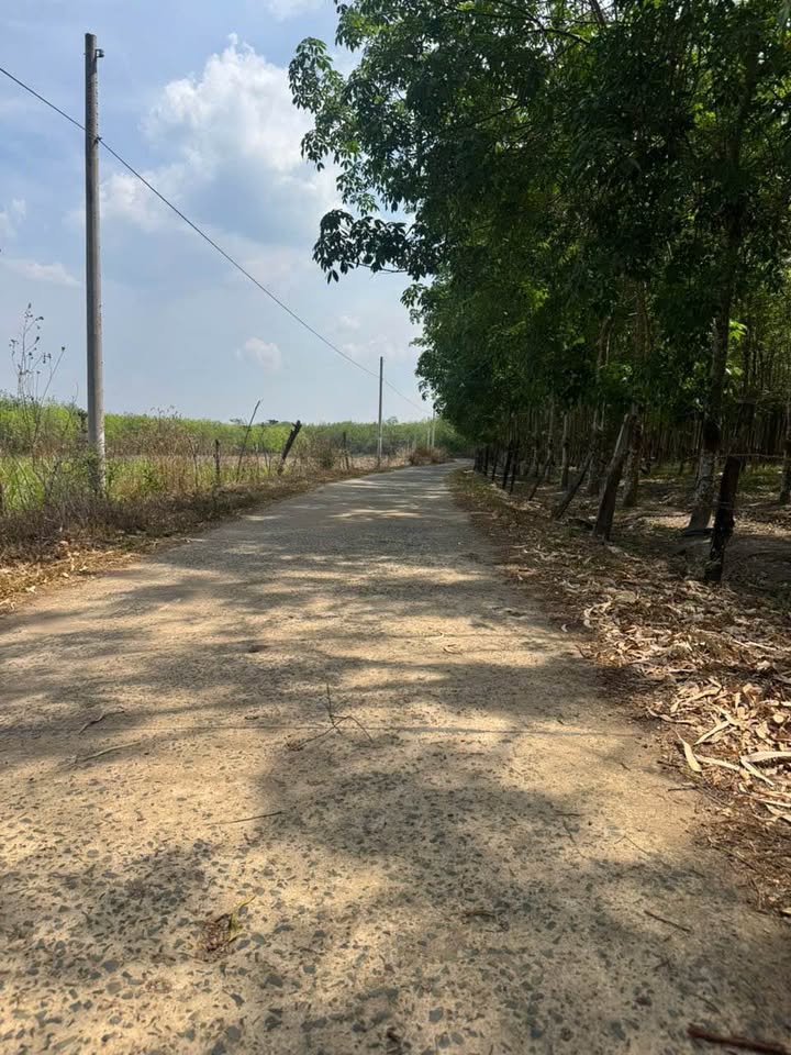 Đất Nền Hớn Quản, Bình Phước - 504m² Sổ Hồng Sẵn Sàng