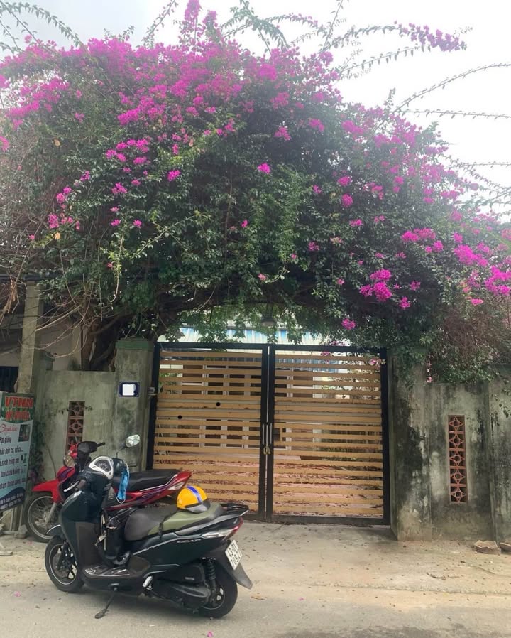 Bán Đất Nở Hậu Lô Góc 269m² Hòa Mỹ, Liên Chiểu - Tặng Nhà 2 Tầng