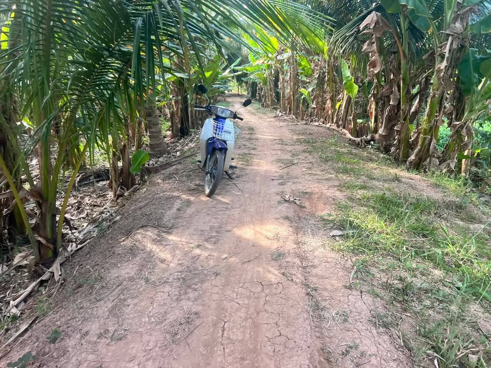 Đất vườn Thới Lai Bình Đại 7500m² 3,75 tỷ - Sinh thái xanh