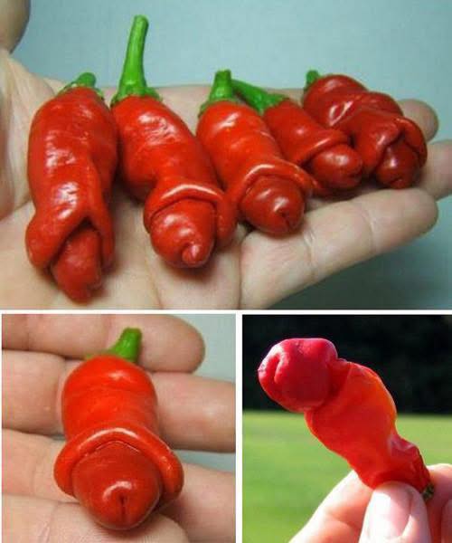 Chung cư Nam Kỳ Vũng Tàu 75m² - Hướng Đông Bắc, giá tốt!