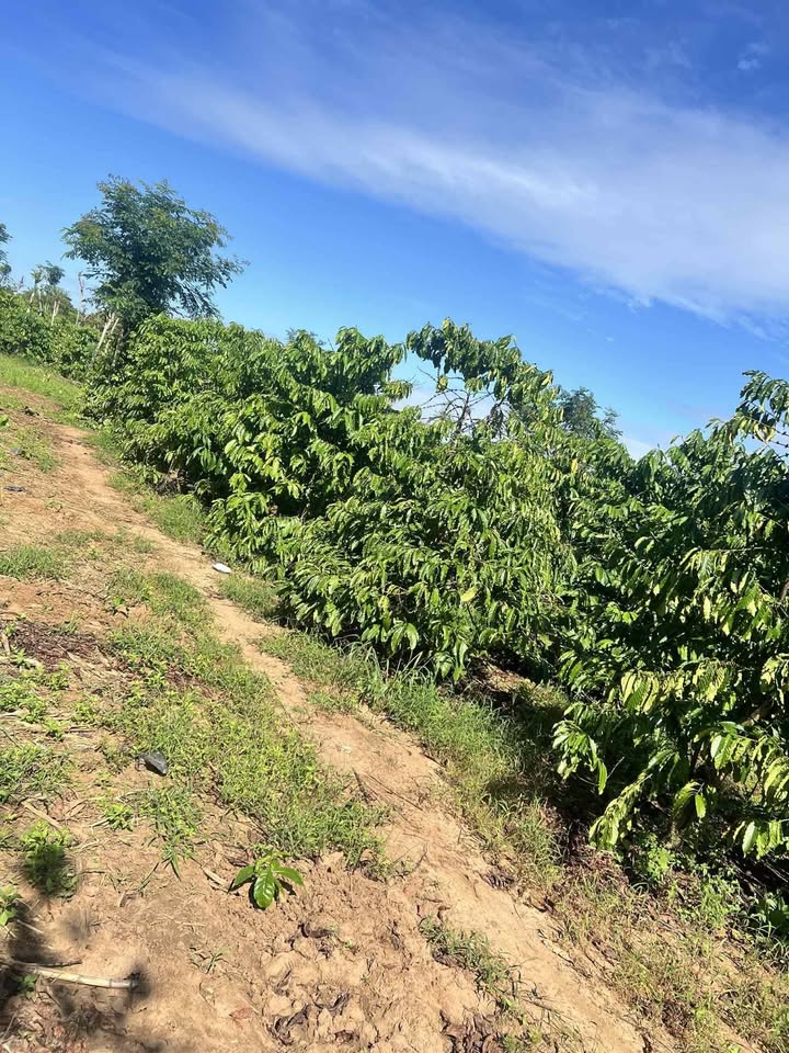 Đất vườn Buôn Đôn 3ha giá 3 tỷ - Giá đầu tư tốt!