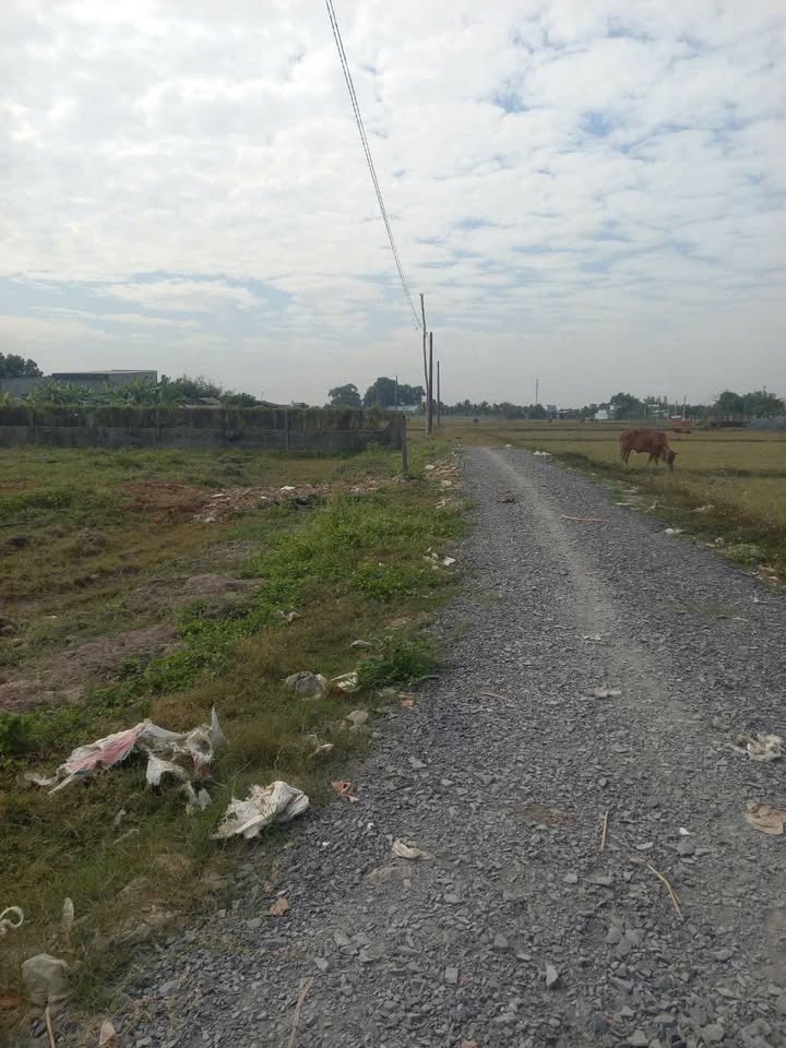 Đất nền Mỹ Hạnh Bắc, Đức Hòa 115m² - Sổ đỏ chính chủ!