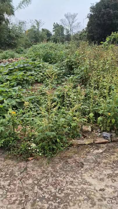 Đất nền Yên Khánh, Ninh Bình 203m² - Sổ đỏ chính chủ, ô tô vào tận nơi!