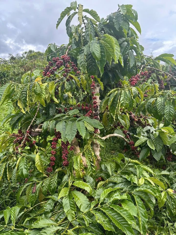 Đất vườn Biển Hồ Pleiku 1800m² - Nghỉ dưỡng lý tưởng, giá tốt!