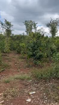 Farm Mặt Tiền Y Moan BMT - 1080m² Sẵn Thu Nhập, Giá 1.9 Tỷ