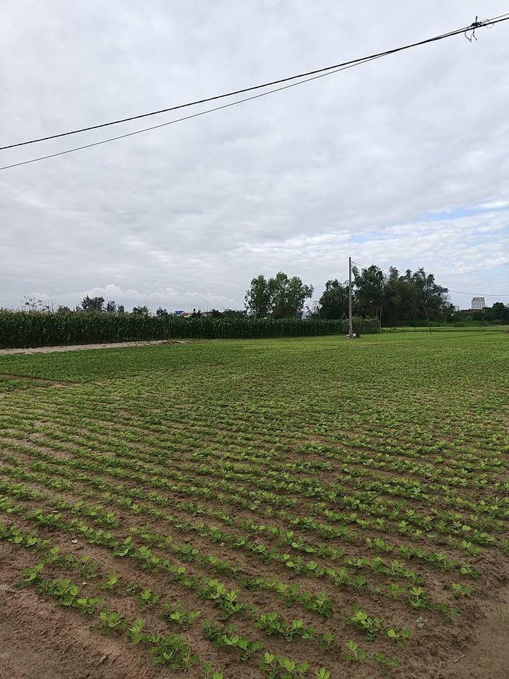 Đất nền An Mỹ Ngũ Hành Sơn 493m² 9 tỷ - Tiềm năng tăng giá