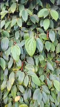 Đất Vườn Đắk Lắk 4076m² - Thu Nhập Gần 100 Triệu/Năm