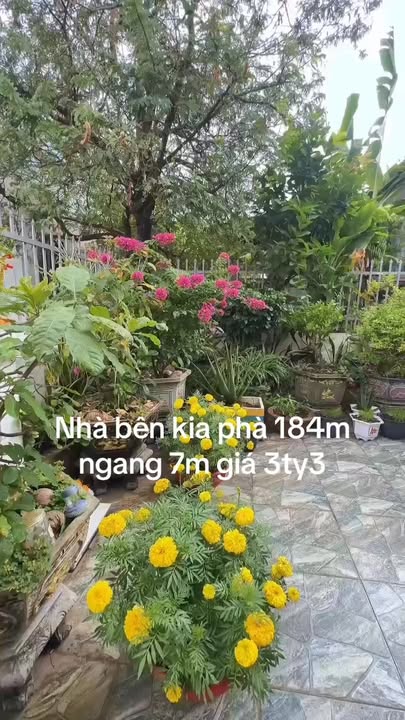 Bán Gấp Nhà Đại Phước 184m² - Gần Chợ, Trường học - 3.3 Tỷ