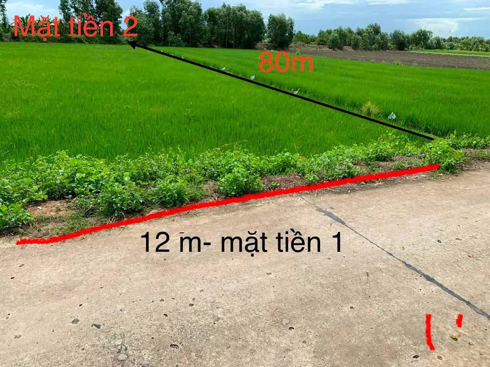 Đất nền Tân Bửu, Bến Lức 1000m² - Sổ đỏ chính chủ!