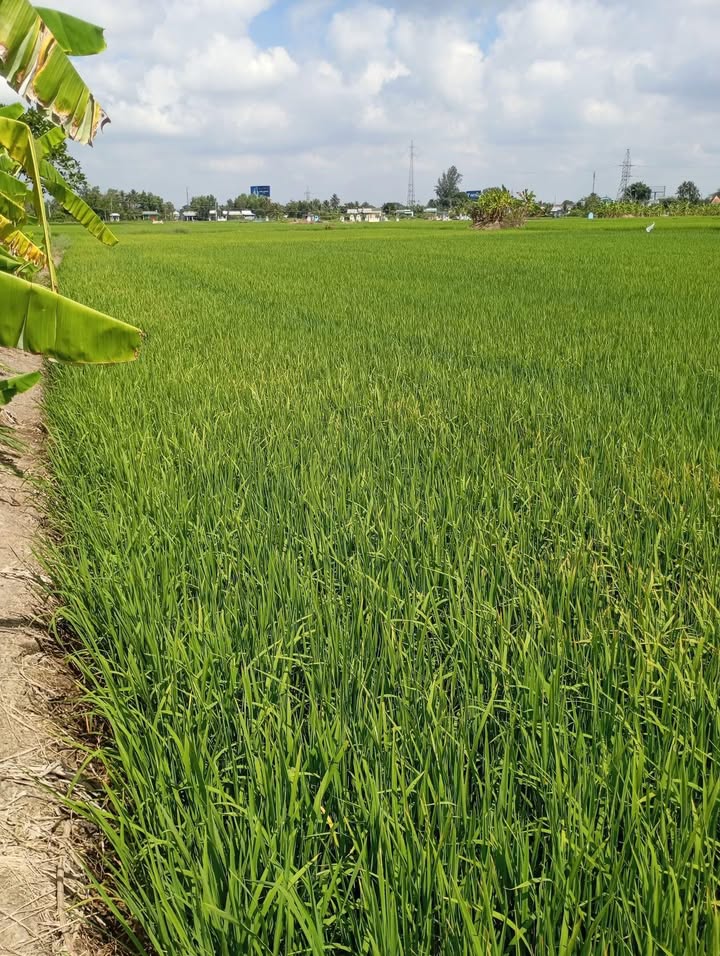 Bán Gấp Đất Lúa 1559m² Sổ Đỏ Chính Chủ Tại Thủ Thừa, Long An - Giá Tốt