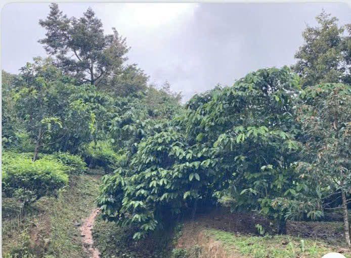 Đất nền Lộc Nam, Bảo Lâm 1152m² - Sổ đỏ chính chủ, tiềm năng tăng giá!