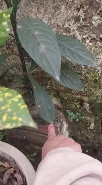 Bán đất Long Xuyên, Phúc Thọ 80m² - Ô tô tránh, giá chỉ 2 tỷ